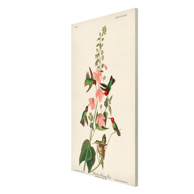Tavlor blommor Vintage Board Colombian Hummingbird