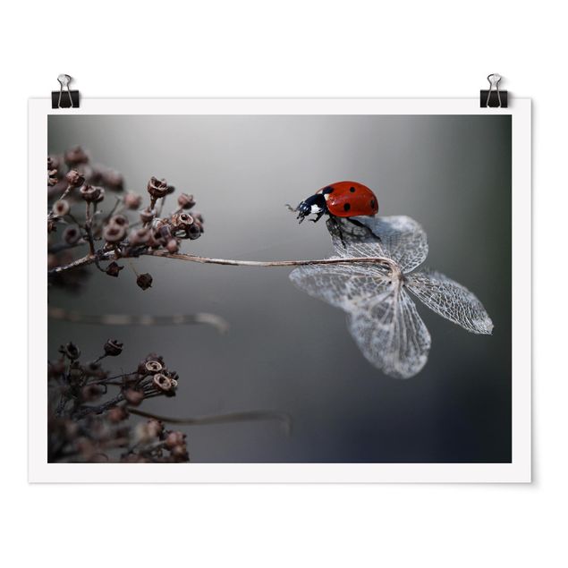 Tavlor blommor  Ladybird On Hydrangea