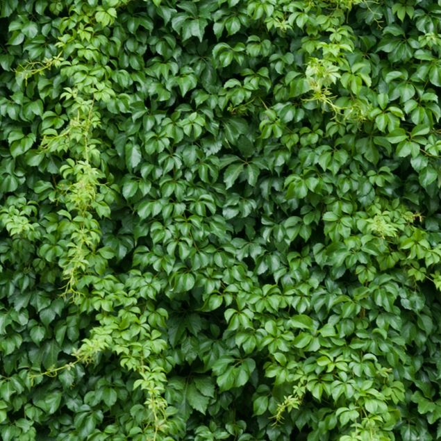 Självhäftande folier grön Ivy