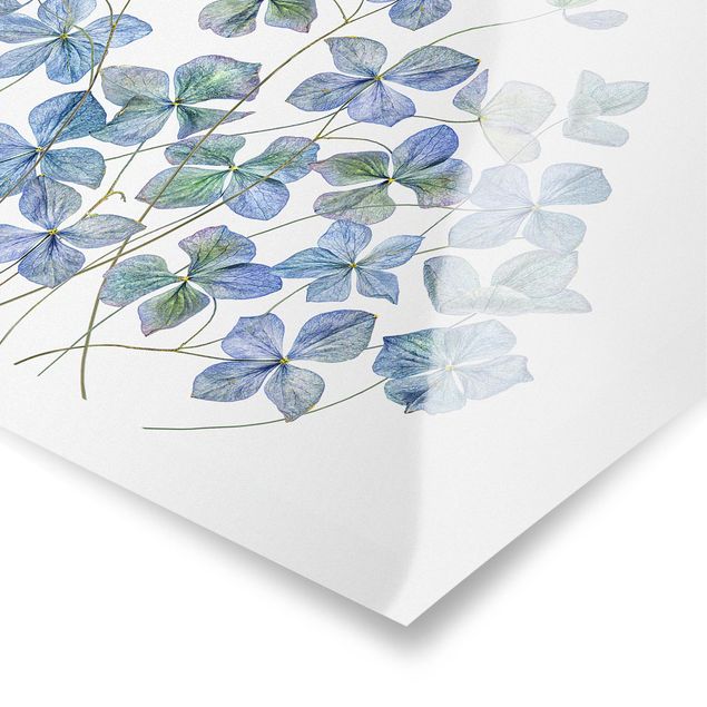 Tavlor Blue Hydrangea Flowers