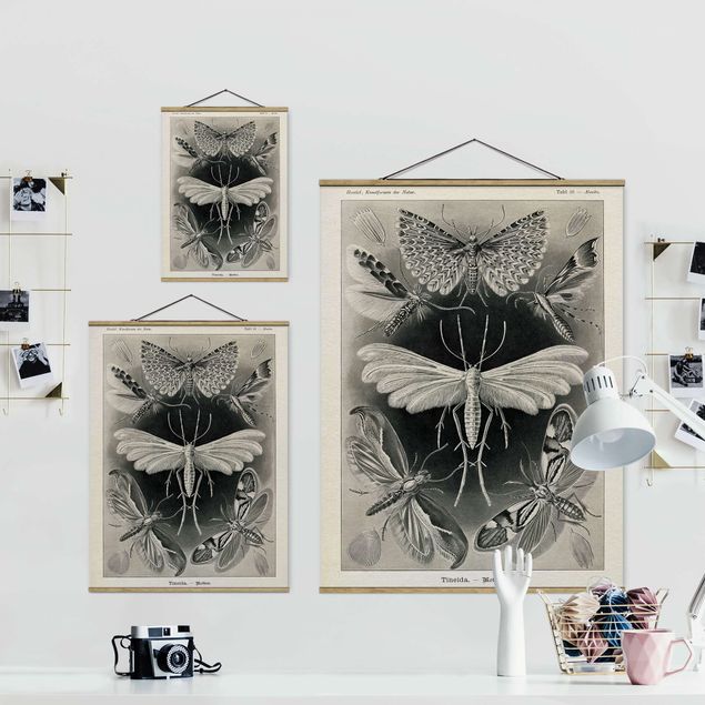 Tavlor svart och vitt Vintage Board Moths And Butterflies