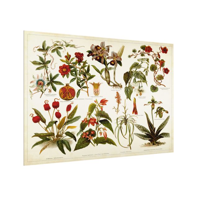 glasskivor kök Vintage Board Tropical Botany II