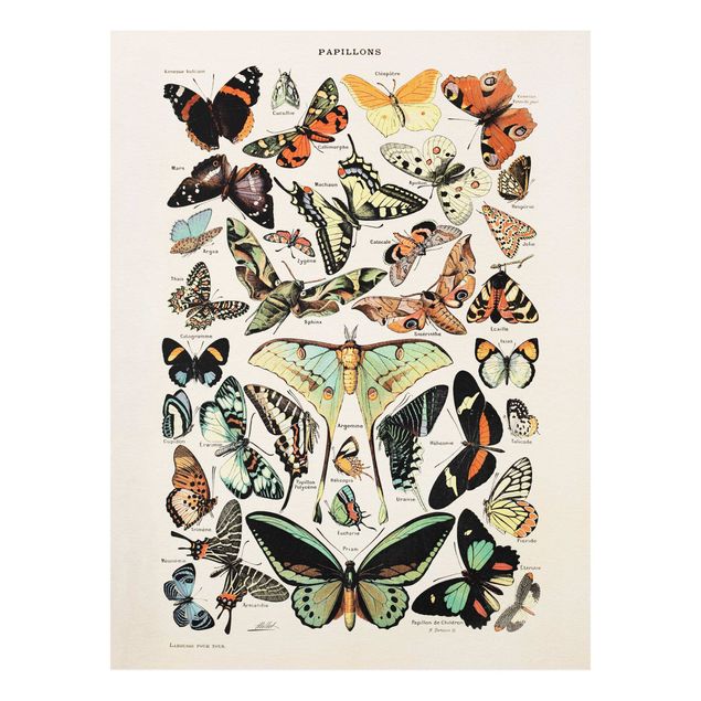 Tavlor fjärilar Vintage Board Butterflies And Moths