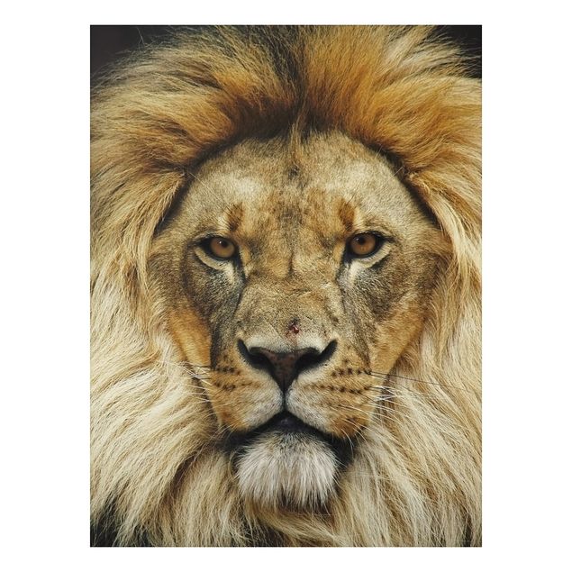 Tavlor lejon Wisdom Of Lion