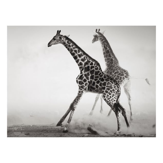 Tavlor giraffer Giraffe Hunt