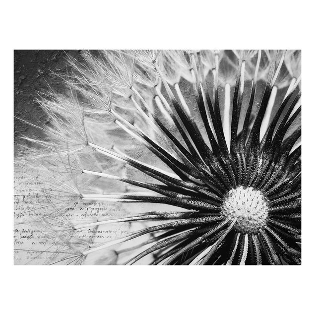 Tavlor blommor Dandelion Black & White