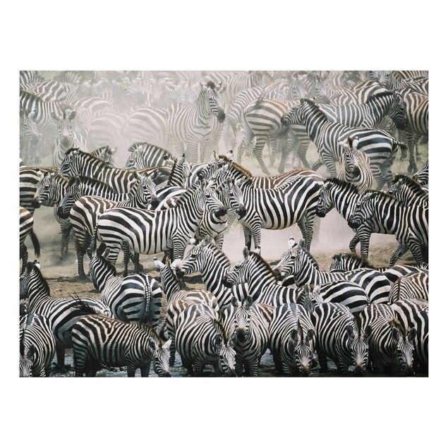 Tavlor zebror Zebra Herd