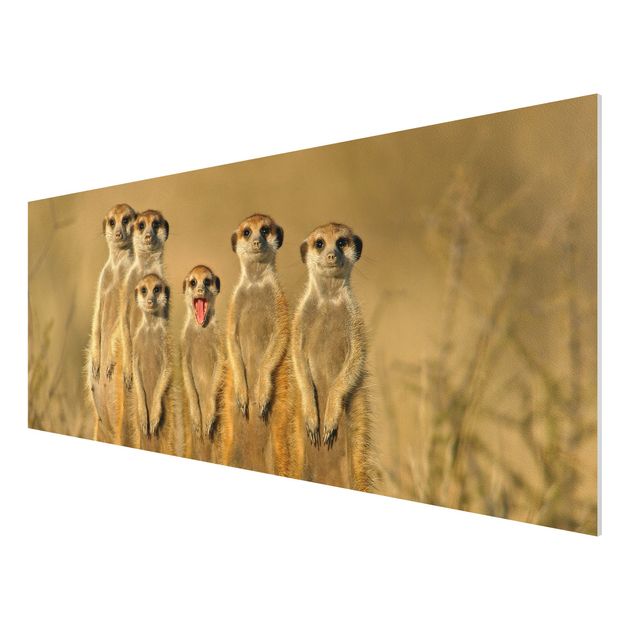 Tavlor Afrika Meerkat Family