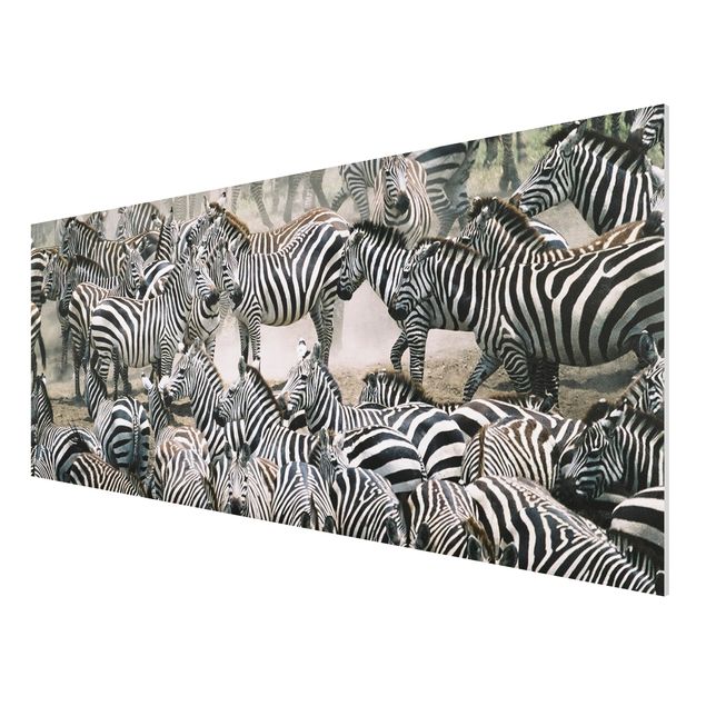 Tavlor Afrika Zebra Herd