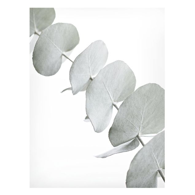 Magnettavla blommor  Eucalyptus Branch In White Light