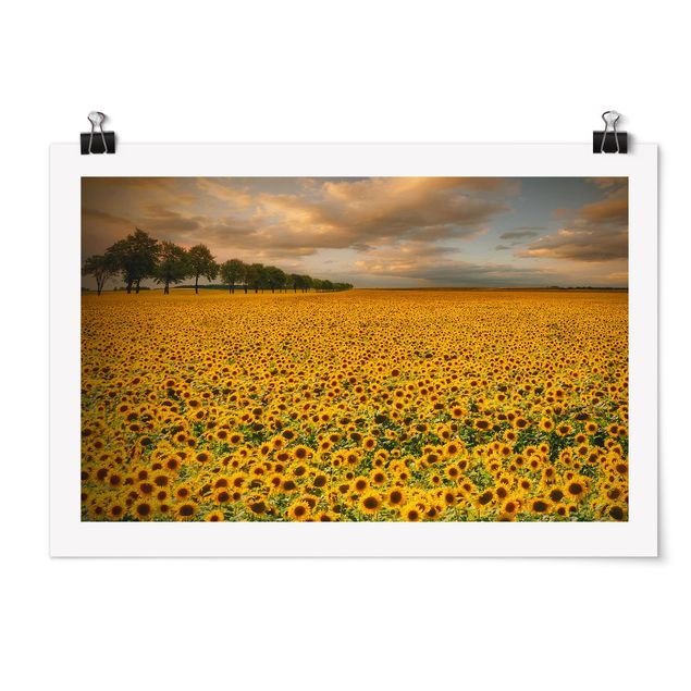 Posters blommor  Field With Sunflowers