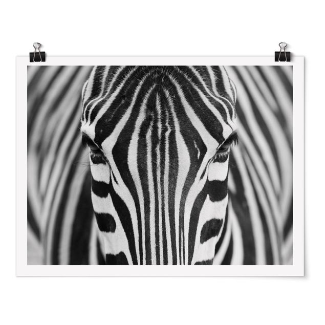 Posters djur Zebra Look