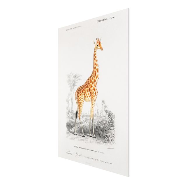 Tavlor Afrika Vintage Board Giraffe