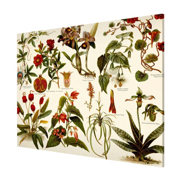 Magnettavla blommor  Vintage Board Tropical Botany II