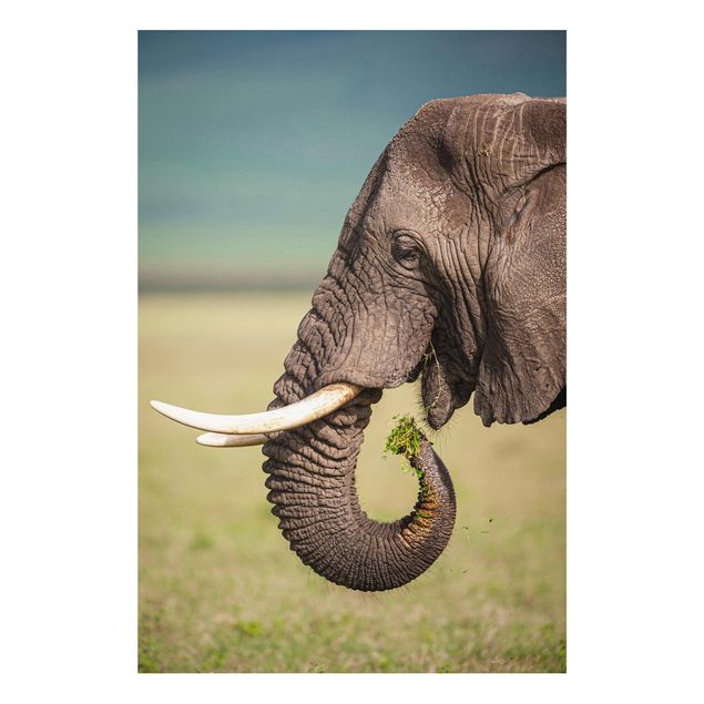 Tavlor elefanter Feeding Elephants In Africa