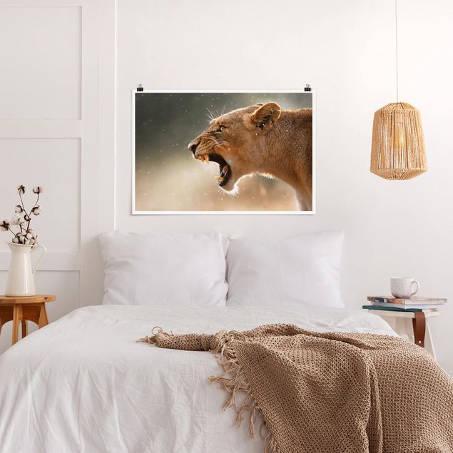 Posters djur Lioness on the hunt