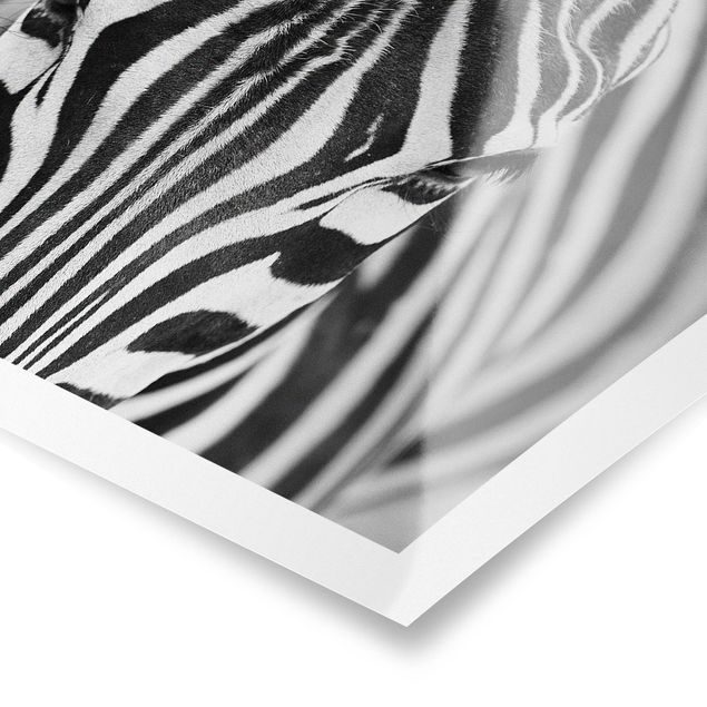 Tavlor svart och vitt Zebra Look