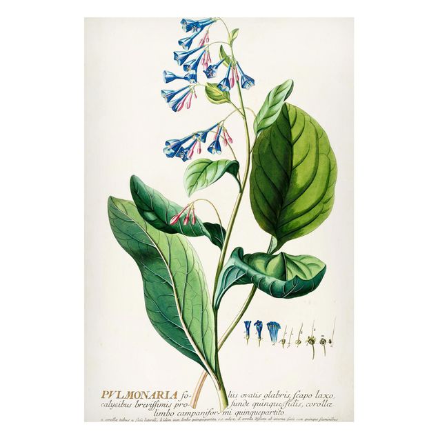 Magnettavla blommor  Vintage Botanical Illustration Lungwort