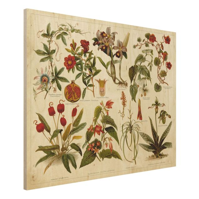 Kök dekoration Vintage Board Tropical Botany II