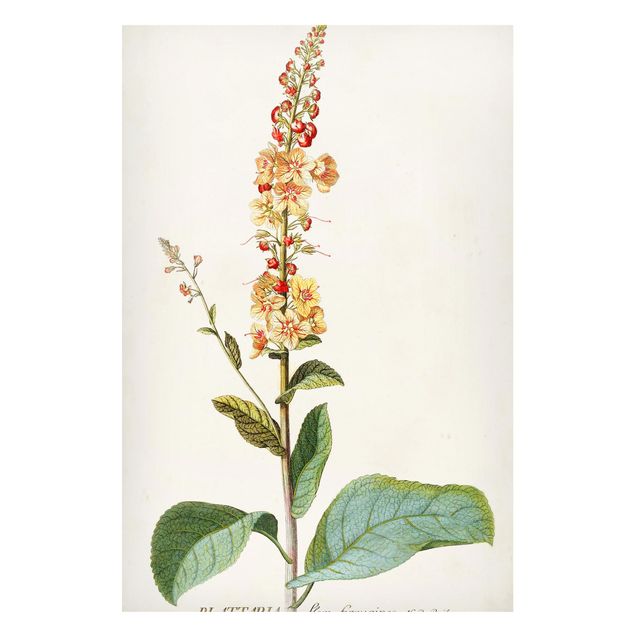 Magnettavla blommor  Vintage Botanical Illustration Mullein