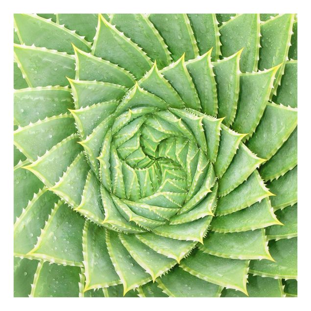 glasskivor kök Spiral Aloe