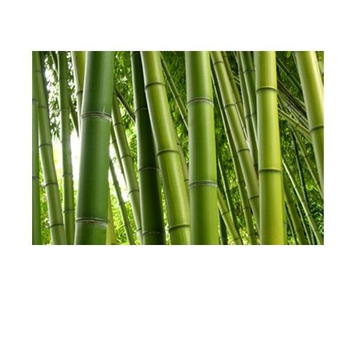 Självhäftande folier Bamboo