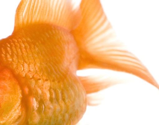 Självhäftande folier Flying Goldfish