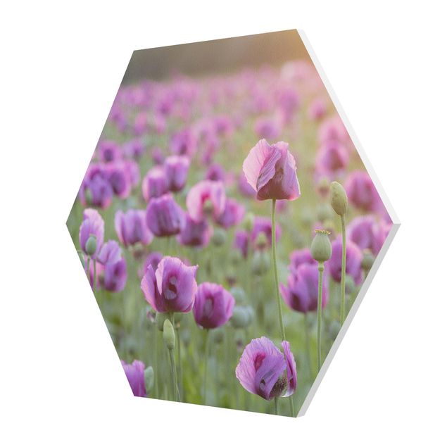 Tavlor lila Purple Poppy Flower Meadow In Spring