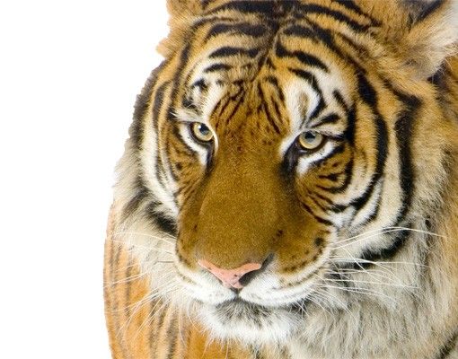 Wallstickers tigrar No.128 Indian Tiger