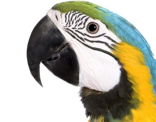 Autocolantes de parede animais Macaw