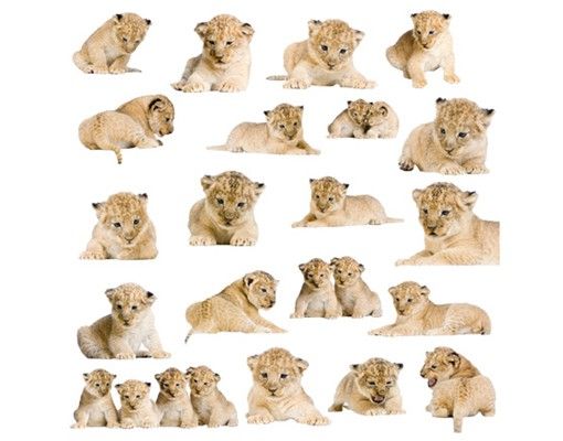 Autocolantes de parede leões No.158 Lionbaby Set