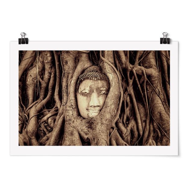 Posters blommor  Buddha In Ayutthaya Lined From Tree Roots In Brown
