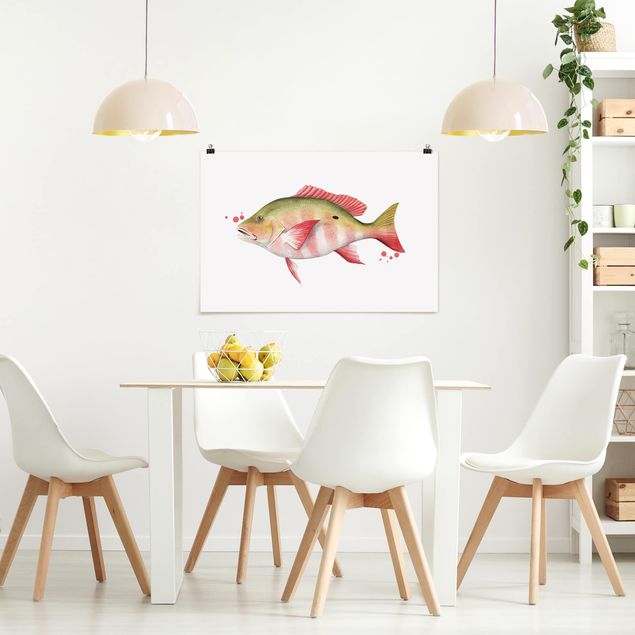 Posters djur Color Catch - Northern Red Snapper