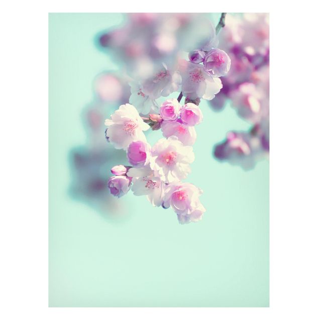 Magnettavla blommor  Colourful Cherry Blossoms