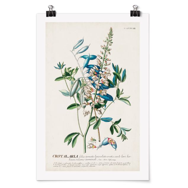 Tavlor blommor  Vintage Botanical Illustration Legumes