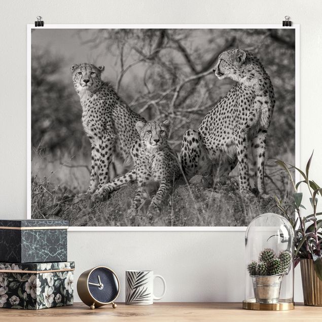 Kök dekoration Three Cheetahs