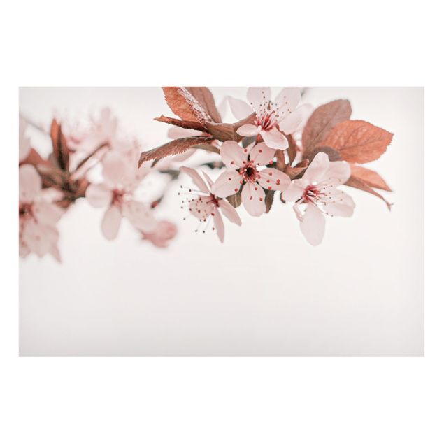 Magnettavla blommor  Delicate Cherry Blossoms On A Twig