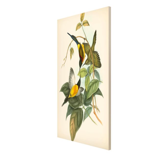 Tavlor blommor Vintage Illustration Tropical Birds IV