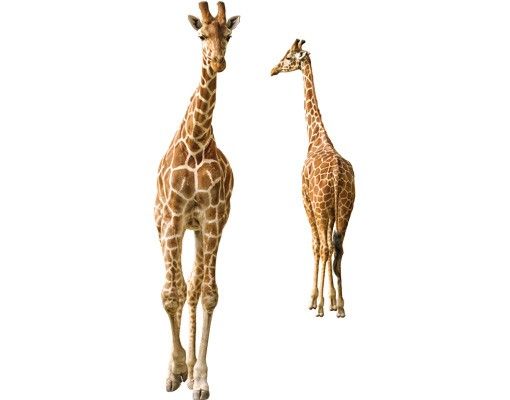 Fönsterdekaler djur Two Giraffes