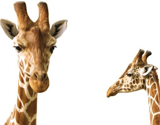 Självhäftande folier Two Giraffes