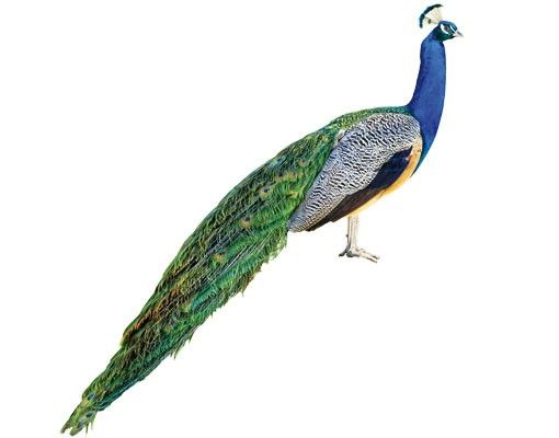 Kök dekoration No.320 Peacock
