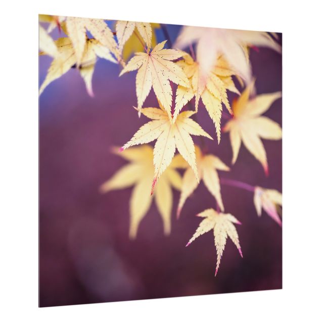 stänkskydd kök glas Autumn Maple Tree