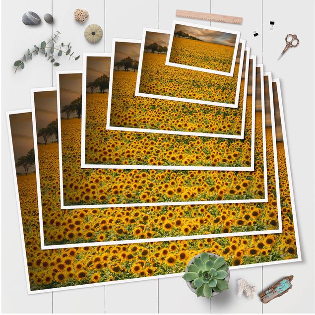 Tavlor Field With Sunflowers
