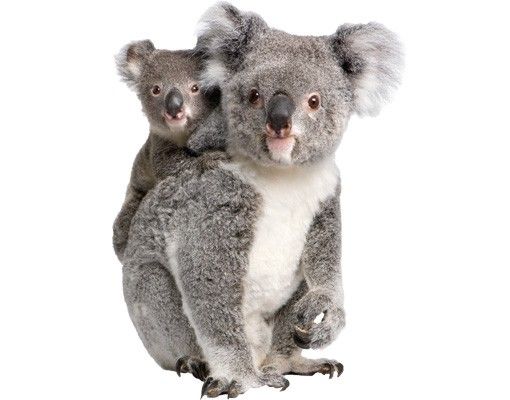 Autocolantes de parede animais Koala Bears