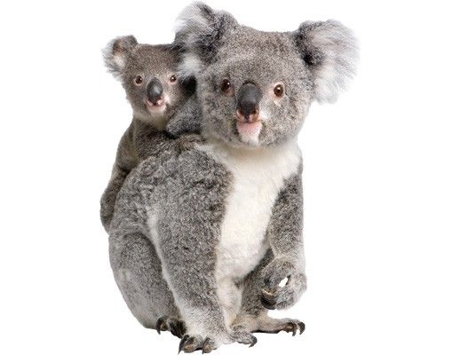 autocolantes decorativos parede Koala Bears