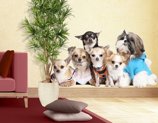 Autocolantes de parede cães No.277 Chihuahuas and a Shi