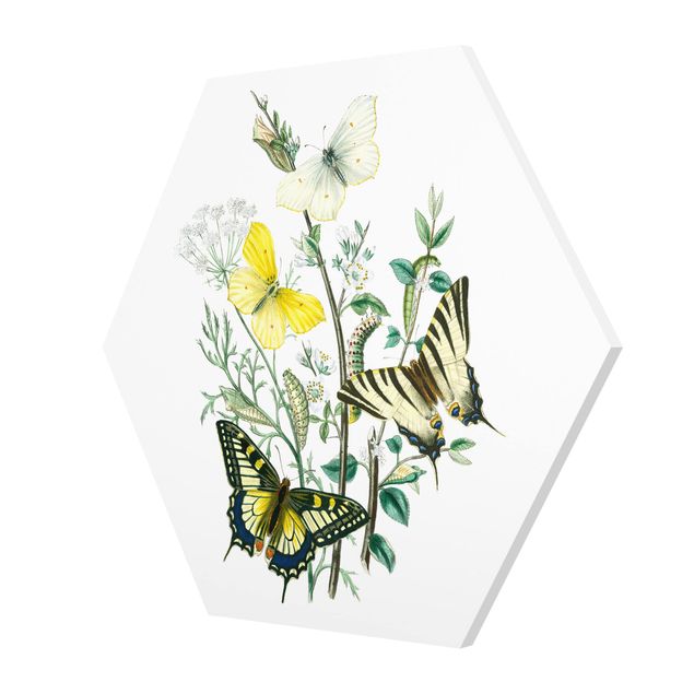 Tavlor British Butterflies III