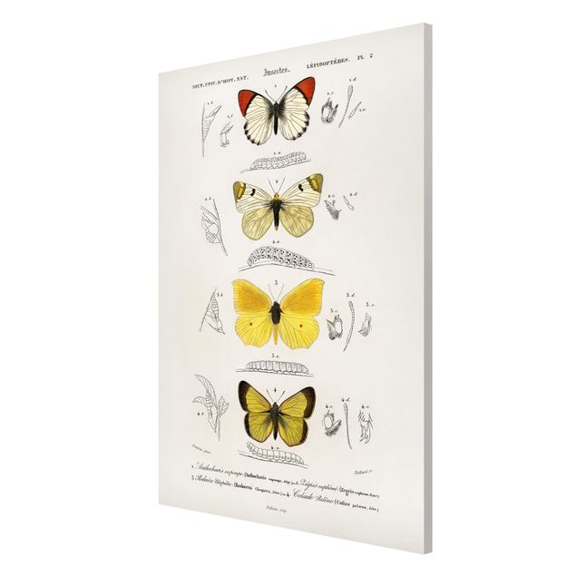 Magnettavla djur Vintage Board Butterflies II