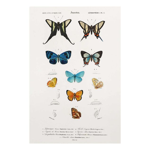Tavlor vintage Vintage Board Butterflies I