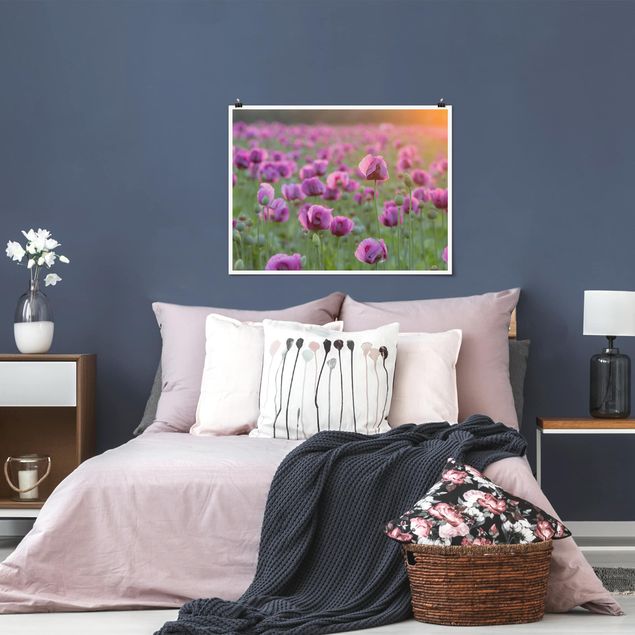 Posters blommor  Purple Poppy Flower Meadow In Spring